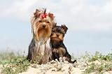 YORKSHIRE TERRIER 069